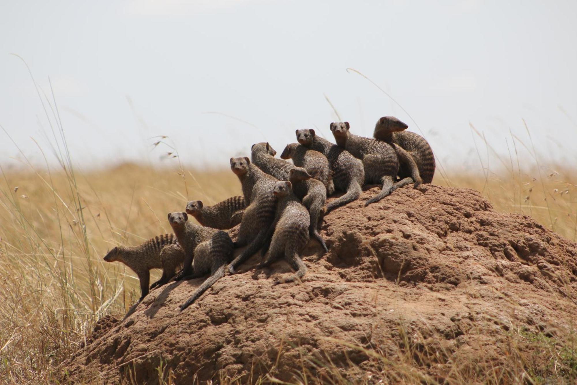 Samana Mara Hotell Maasai Mara Exteriör bild