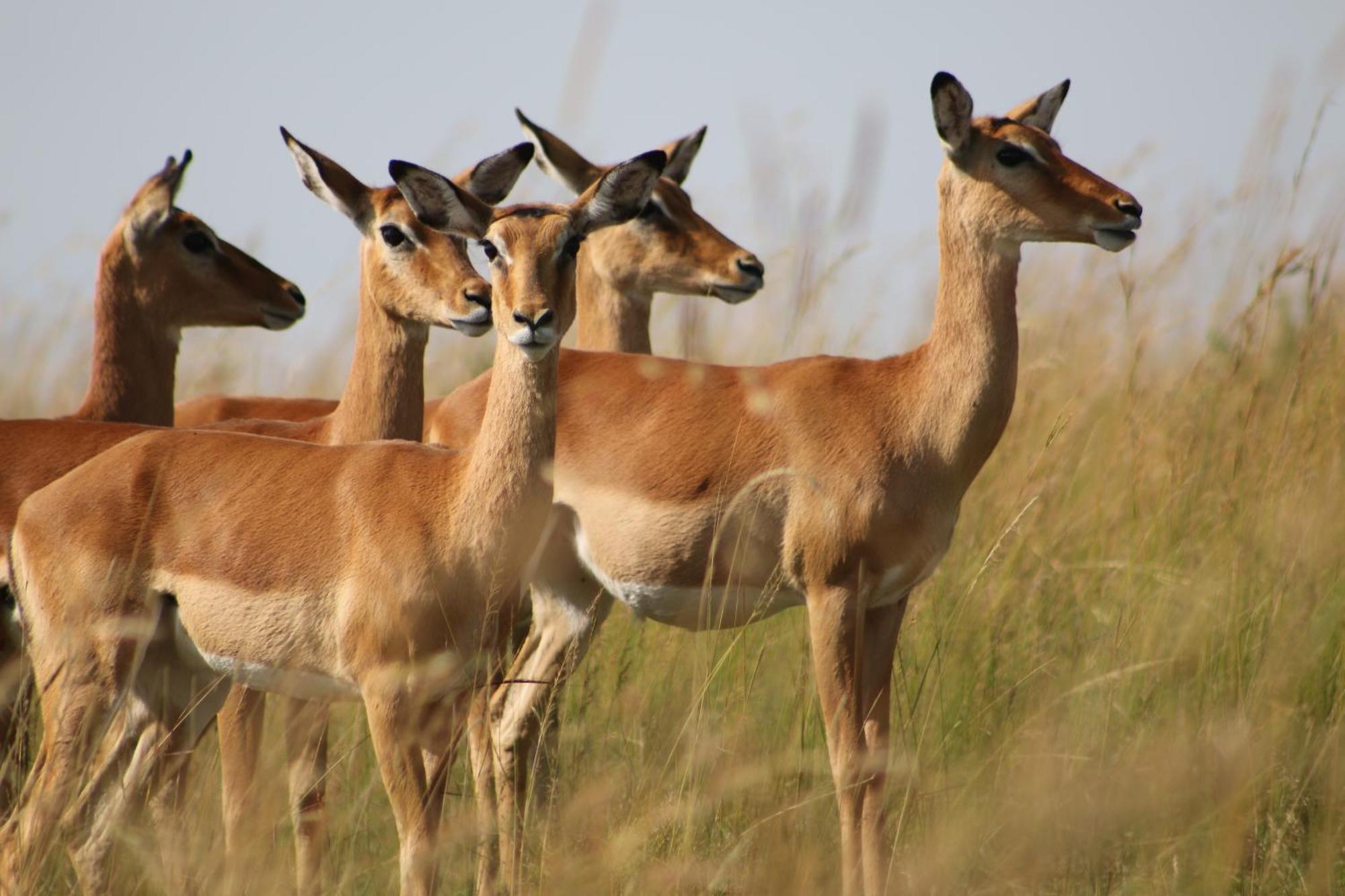 Samana Mara Hotell Maasai Mara Exteriör bild