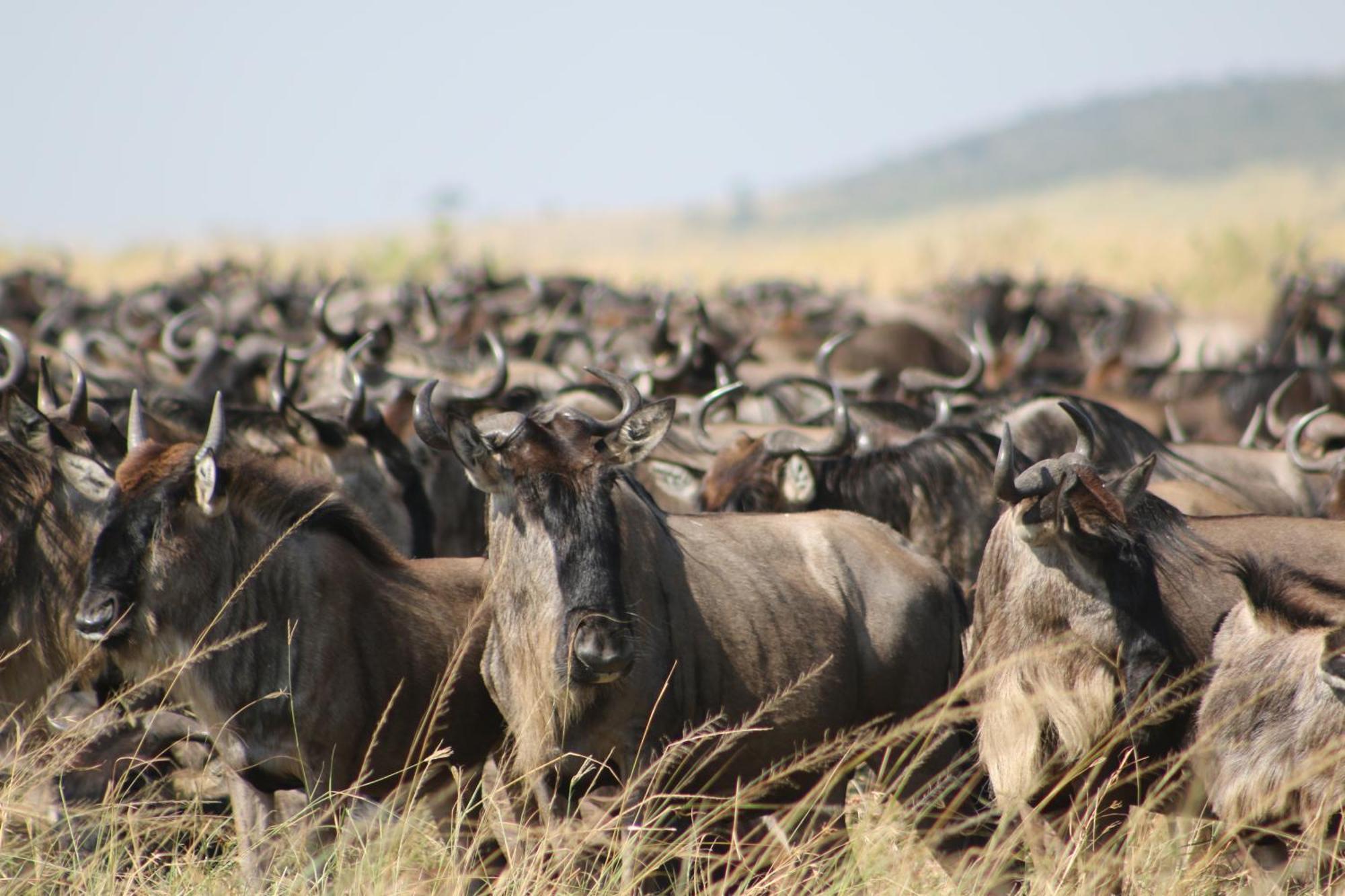 Samana Mara Hotell Maasai Mara Exteriör bild