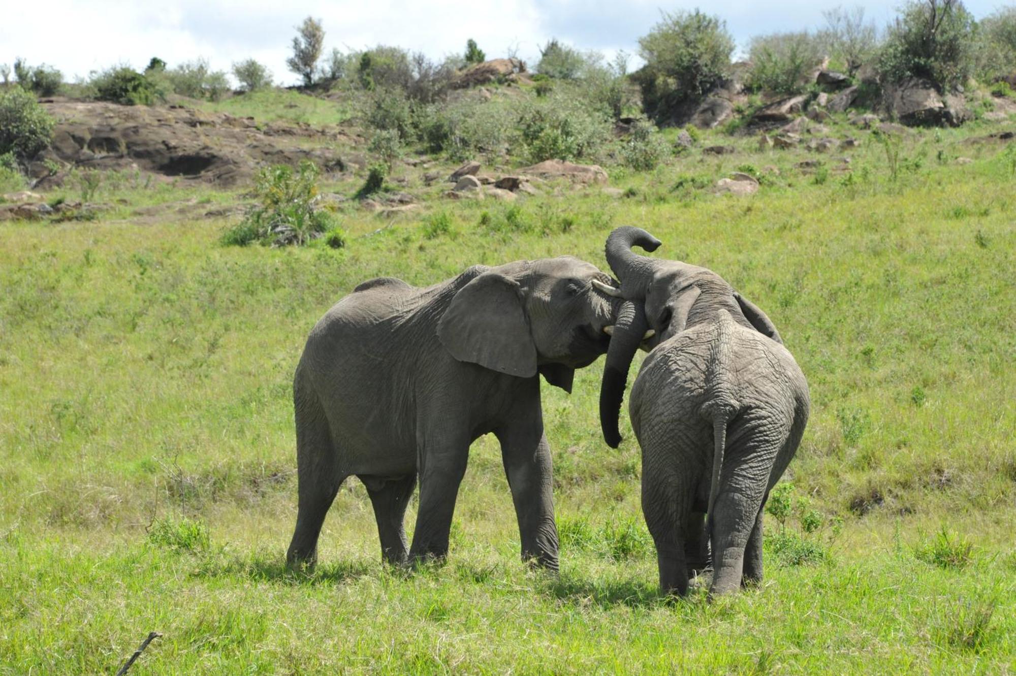 Samana Mara Hotell Maasai Mara Exteriör bild